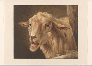 Schaapskop door Jean Zacherie Mazel