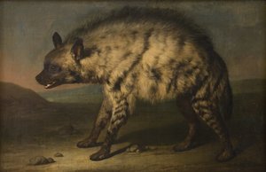 De Hyena in de menagerie bij Frederiksberg Slot