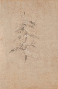 Plantstudie door Jens Juel