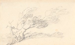 Studie van een boom in de wind