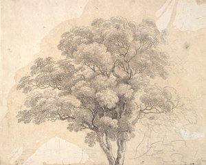 Studie van boomkroon door Jens Juel