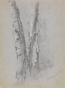 Studie van Berkenstammen