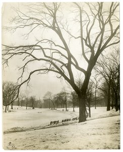 Boston Common & kikkerpoel, bij boom, Boston, VS