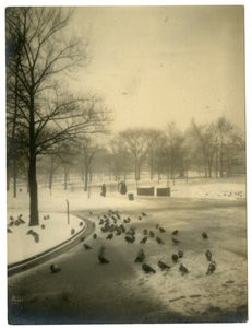 Common met duiven, Boston, VS, c.1902-10 door Jessie Tarbox Beals