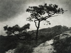 Beroemde Torrey Pines door Jessie Tarbox Beals