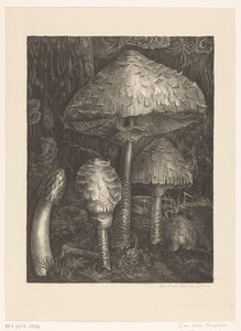 Paddenstoelen door Jo van Oosten Slingeland (signed by artist)