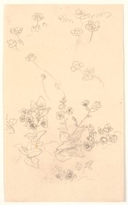 Bloemenstudies