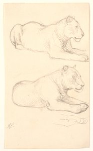 Twee studies van liggende leeuwin door Joakim Frederik Skovgaard