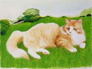 Gemberkat in Veld