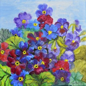 Blauwe Primula