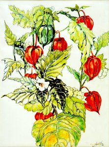 Chinese Lantaarn Spray, 2005 door Joan Thewsey