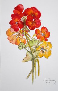 Geranium en Oost-Indische kers, 2014