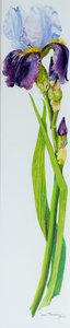 Iris met drie knoppen