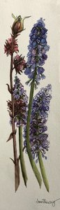 Muscari en Viburnum bodnantense