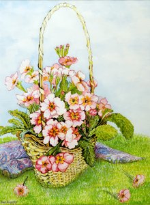 Roze primula