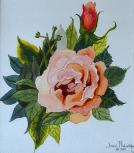 Roze roos en knop, 1986