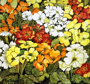 Primula Rand, wit, geel, oranje en rode primula
