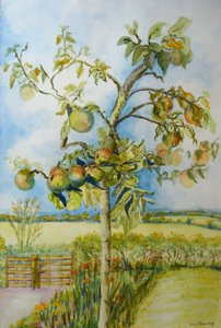 De appelboom