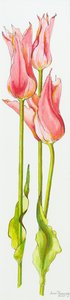 Drie rode lelievormige tulpen