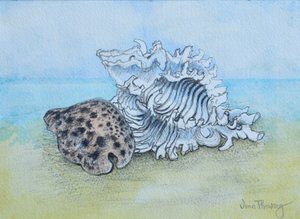 Twee Schelpen
