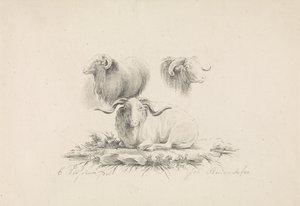 Studies naar een ram