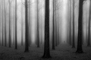 Het mysterieuze mistige bos