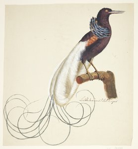 Exotische vogel