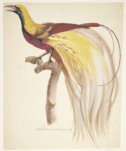 Grote paradijsvogel