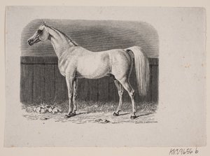 Een paard
