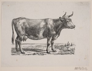 Een koe