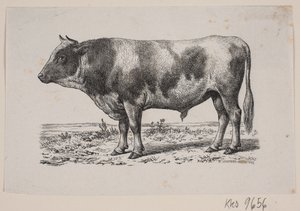 Een stier door Johan Frederik Rosenstand