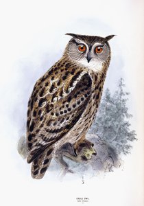 Oehoe door Johan Gerard Keulemans