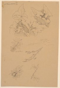 Blad- en bloemstudies