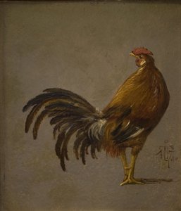 Een haan