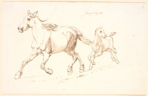 Galopperende merrie met veulen