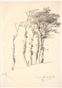 Groep van door de wind geteisterde bomen