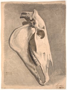 Paardenschedel
