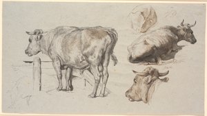 Veestudies. Links de Stier Grev Geert