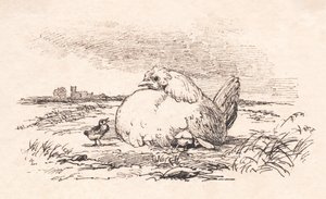 De kuikens