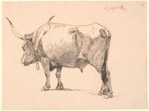 Romeinse stier met bel om de hals, schuin van achteren gezien