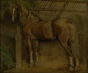 Zestienjarige hengst van het Knabstrup-ras