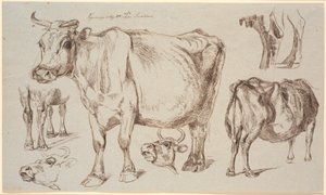 Studieblad van Vognserup. Verschillende studies van een koe