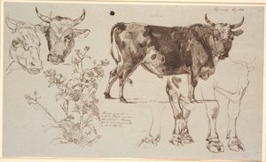Studieblad van Vognserup. Links twee koeienkoppen, daaronder een zuring. Vanaf het midden naar rechts een staande stier, daaronder studies van zijn benen door Johan Thomas Lundbye