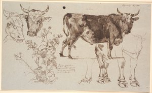 Studieblad van Vognserup. Links twee koeienkoppen, daaronder een zuring. Vanaf het midden naar rechts een staande stier, daaronder studies van zijn benen door Johan Thomas Lundbye