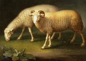 Een Ram en Schapen