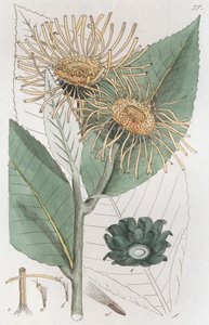 Alant Inula helenium, 1804-1811 door Johan Wilhelm Palmstruch