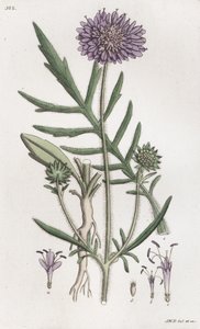 Veldscabiosa Knautia arvensis