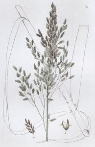 Rietzoetgras Poa aquatica, 1804-1811 door Johan Wilhelm Palmstruch
