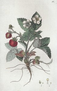 Wilde aardbei Fragaria vesca door Johan Wilhelm Palmstruch