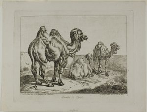 Dromedaris en kameel